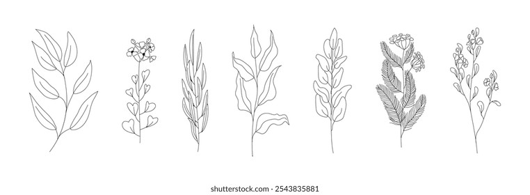 Set of plant twigs. Botanical illustration. Thin line. Vector