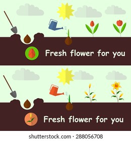 Set of planting process tulip and lily flat vector. EPS 10  