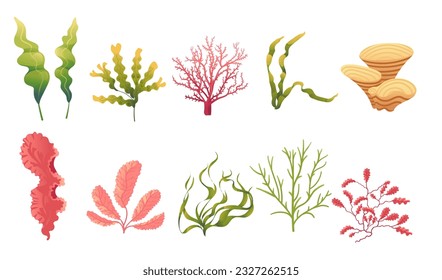 Set of plants and aquatic marine algae seaweed collection vector illustration isolated on white background