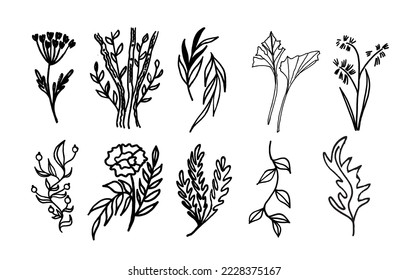 A set of plants with black lines by hand. Twigs and flowers