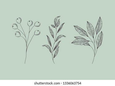 set of plants botanical drawn
