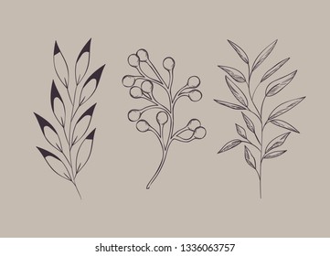 set of plants botanical drawn