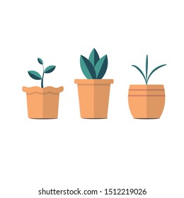 Set of plants in brown pots isolated on white background.
