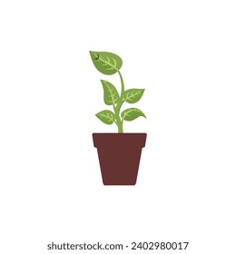set of plants with brown pots plant