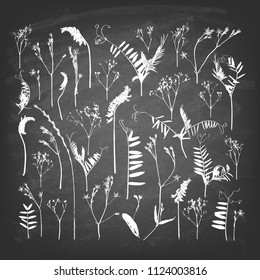 Set of plants. Composition of field grasses on a chalkboard. Vector illustration.