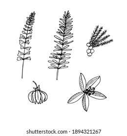 Set of plants for essential oils, vector illustration, sage, rosemary, juniper, ylang-ylang and sandalwood, sketch