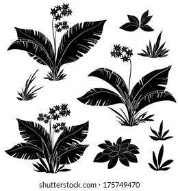 Set plants: flowers and grass, black contours isolated on white background. Vector
