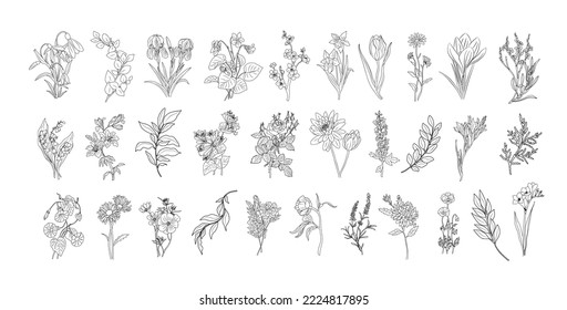 Set of plants and flowers line art vector illustrations. Daisy, marigold, rose, snowdrop, iris, aster, eucalyptus, chrysanthemum, narcissus, trendy greenery hand drawn black ink sketches.