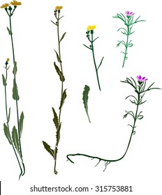 Set plants with flowers . Vector.