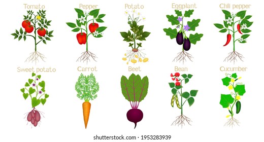 Set of plants with fruits and roots on a white background.