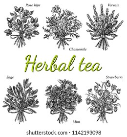 Set of plants for herbal tea. Rose hips, chamomile, vervain, sage, mint and wild strawberry. Engraving style. Vector illustration.