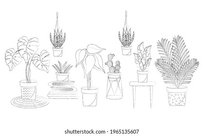 Set of plants. Home plants collection set. Decorative houseplants. isolated on white background. Doodle illustration.