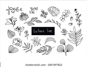 Set of plants isolated. Collection of natural leaves of grass in line style. Vector illustration.