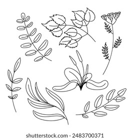 Set of plants in line art style. Plantain, birch branch, tansy and others. Vector illustration