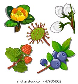 A set of plants of marshes and forests. Vector illustration.