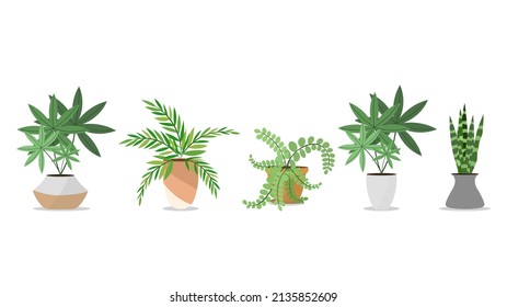 Set Plants planted in indoor pots to decorate the house vector , isolated on white background ,  Flat cartoon flat style. illustration Vector EPS 10