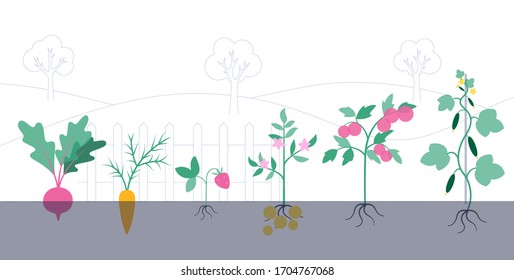 Set of plants potato, beet, carrot, tomato, cucumber, strawberry during the harvest. Flat vector vegetable illustration on white background. Gardening and healthy food concept for poster