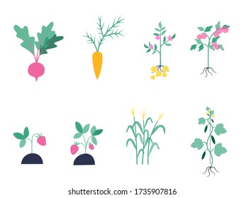 Set of plants potato, beet, carrot, tomato, cucumber, strawberry, corn. Flat vector illustration on white background. Gardening and healthy food concept for poster