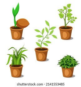 set of plants in pots, flat design vector.
