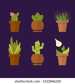 Set of plants potted in pots: cactus,  spathiphyllum.
