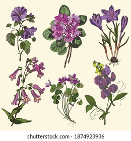 Pflanzensatz mit violetten Blumen