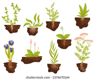 Set of plants with roots in the ground. Vector illustration.