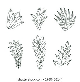 A set of plants similar to succulents, bushes with narrow leaves. Contour isolated objects on a white.