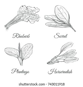 Set Of Plants Sketch Vector Illustration. Plantain, horseradish, rhubarb, sorrel. Collection of Herbs and Spices.