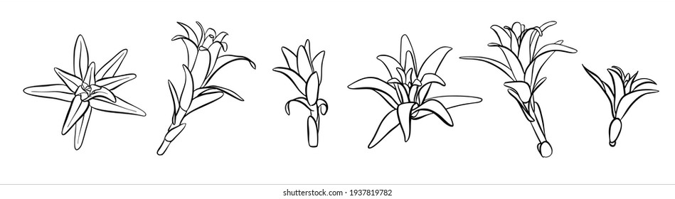 A set of plants sprouts of lilies without a flower. For coloring pages.