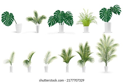 conjunto de plantas en jarrón con monstera, helecho, palmas en macetas sobre fondo blanco, ilustración vectorial