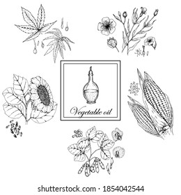 A set of plants from which vegetable oil is made. Vase of oil, black and white sketch. Hand drawing.Isolated on white background. Sunflower. Hemp. Flax. Rapeseed. Corn.