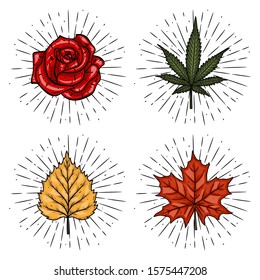 Set of plants-rose, marijuana leaf, birch and maple leaves