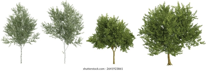Set of Platanus,Populus trees on transparent background