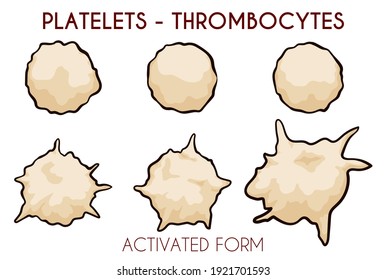 Set with platelets or thrombocytes in cartoon style, also showing its active form ready for hemostasis process.