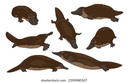 Set of platypuses Ornithorhynchus anatinus or duck-billed platypus. Endemic species of Australia and Tasmania. Realistic vector animal