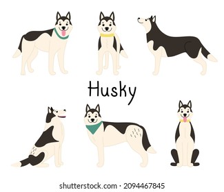 Set of playful dogs of Siberian Husky breed. Vector flat illustration