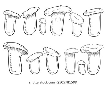 SEt of Pleurotus eryngii, king trumpet mushroom, French horn mushroom, eryngi, king oyster mushroom, king brown mushroom, boletus of the steppes, trumpet royale vector sketch vintage illustration