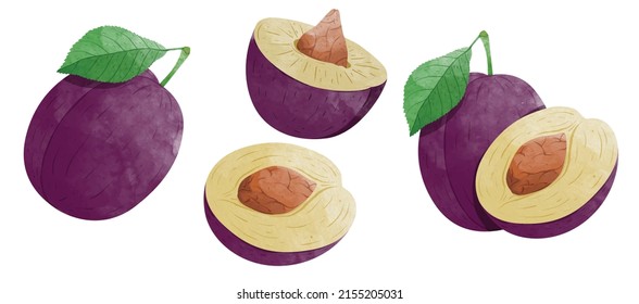 Set of Plum fruit with leaves Design elements. watercolour style vector illustration.