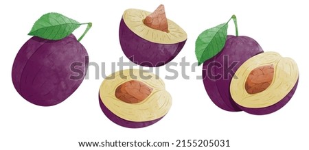 Set of Plum fruit with leaves Design elements. watercolour style vector illustration.