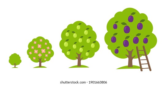 Set of Plum fruit tree growing process. Orchard garden harvest. Development stage. Ripening period vector infographic.