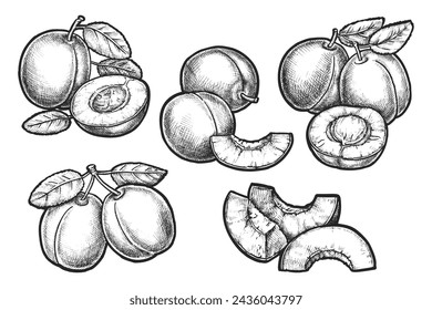 Set of plum sketches. Vector isolated fruit sliced. Drawing of juicy plant berry for food market sign. Vegetarian or vegan nutrition ingredient.Juice and eating illustration for recipe or cooking book