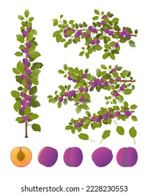 Eine Reihe von Pflaumenzweigen mit reifen Früchten. Gartenpflanze mit genießbarer Ernte. Einzeln auf weißem Hintergrund. Zweig mit Laub und Laub. Vektorgrafik.