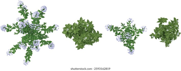 set of Plumbago,Tabernaemontana flower plants on transparent background from the top view