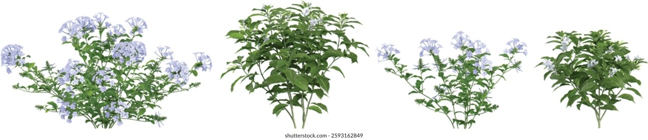 set of Plumbago,Tabernaemontana flower plants on transparent background