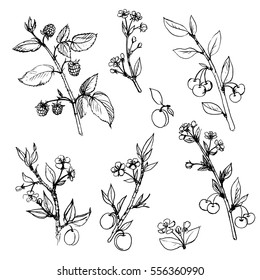 set of plum,cherry and raspberry tree branches with fruits, leaves, buds and flowers,isolated hand drawn vector elements