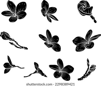 A set of plumeria frangipani Bali flowers. Each flower in a vintage woodcut engraving illustration style.