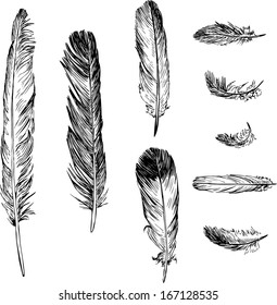 set of plumes, ink drawing, vector illustration