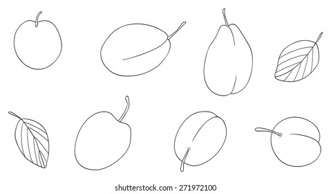 Set of plums on white background in the Delightful garden collection