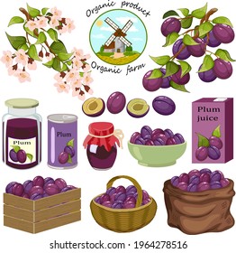 Set with plums and products from them.Branches with plums, plum products on a white background in vector illustration.