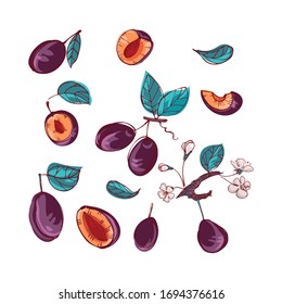 Set of plums. Tasty, juicy fruits and leaves. A collection of elements for the design of menus, paper, textiles, fabrics, eco products, vegetarian food. Vector graphics. Doodle style Hand drawing.